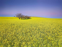 Load image into Gallery viewer, TWELVE TREES