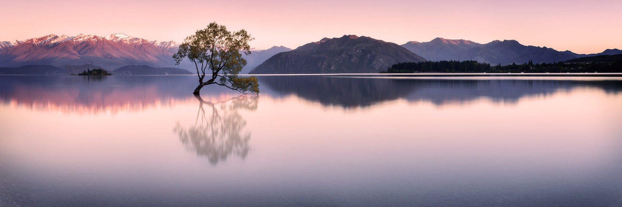WANAKA TREE