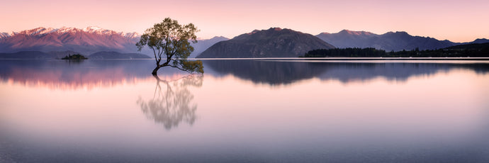 WANAKA TREE