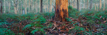 Load image into Gallery viewer, BORANUP  FOREST