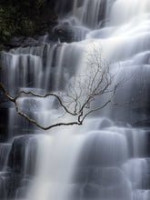 Load image into Gallery viewer, LONE TREE