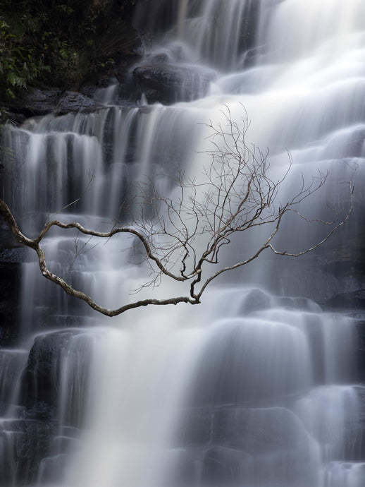 LONE TREE