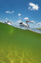 Load image into Gallery viewer, PELICANS