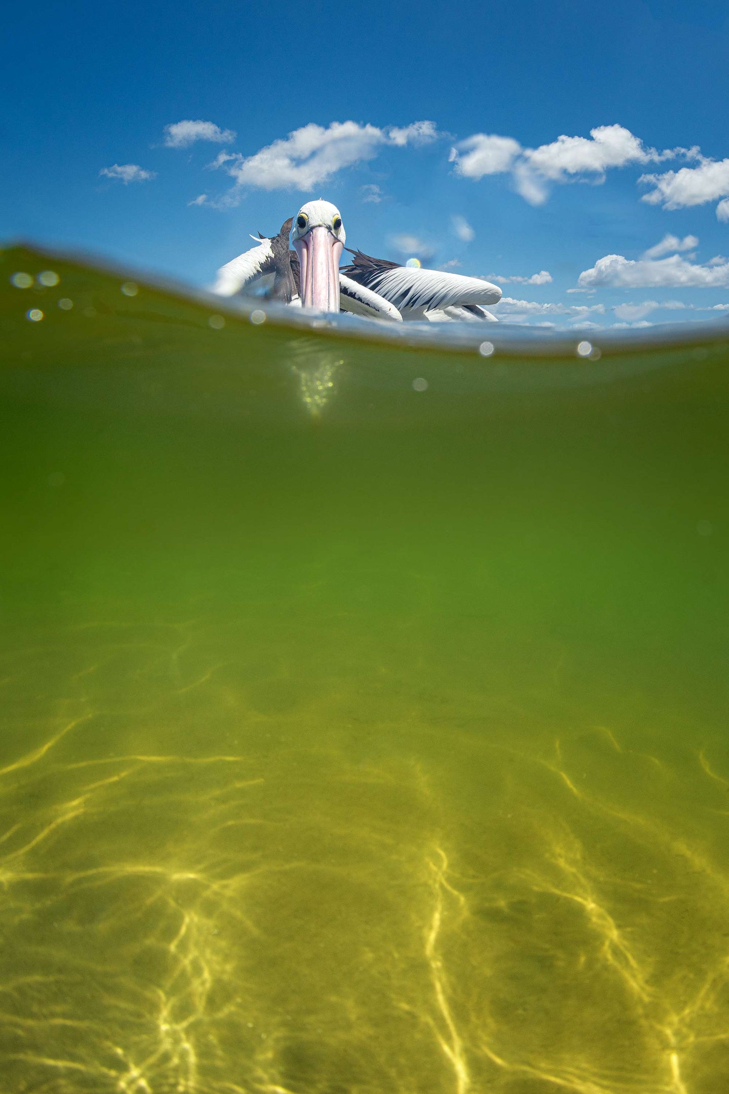 SNORKEL
