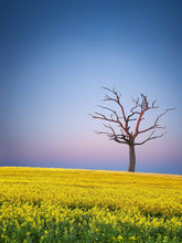 Load image into Gallery viewer, TREE IN CANOLA