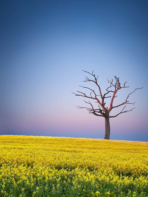 TREE IN CANOLA